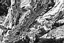 Patagonie_BW_Punta_Arenas_12_yy.JPG