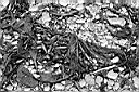 Patagonie_BW_rasy_ostrov_Magdalena_03_y.JPG