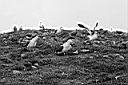 Patagonie_BW_tracci_17_y.JPG
