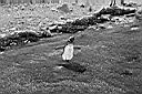 Patagonie_BW_tucnaci_05_y.JPG