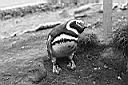 Patagonie_BW_tucnaci_06_y.JPG