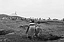 Patagonie_BW_tucnaci_08_yy.JPG