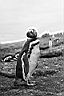 Patagonie_BW_tucnaci_10_yy.JPG