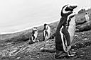Patagonie_BW_tucnaci_11_yy.JPG