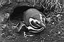 Patagonie_BW_tucnaci_12_yy.JPG