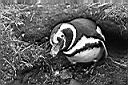 Patagonie_BW_tucnaci_13_yy.JPG