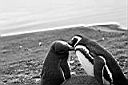 Patagonie_BW_tucnaci_14_yy.JPG