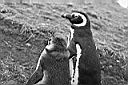 Patagonie_BW_tucnaci_15_yy.JPG