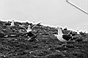 Patagonie_BW_tucnaci_16_y.JPG
