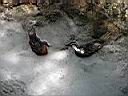 Rio del Frances pod camp. Britanica