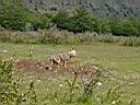 Patagonie_Matic_39_vlk_y.JPG
