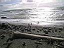 Patagonie_Matic_64_tucnaci_y.JPG